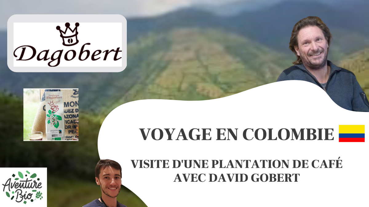 Visite live d'une plantation de café Dagobert en Colombie