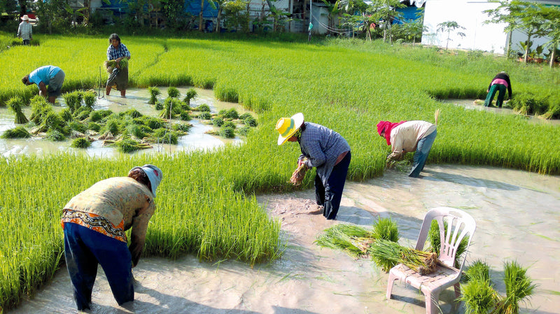 Autour du Riz, le spécialiste du riz