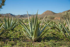 Comment reconnaître une bonne cure d’Aloé Vera ?