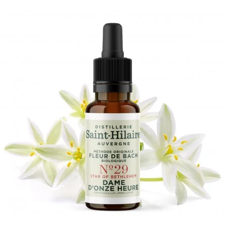 Fleur de bach dame d'onze heure n°29 bio (star of bethlehem) - 1