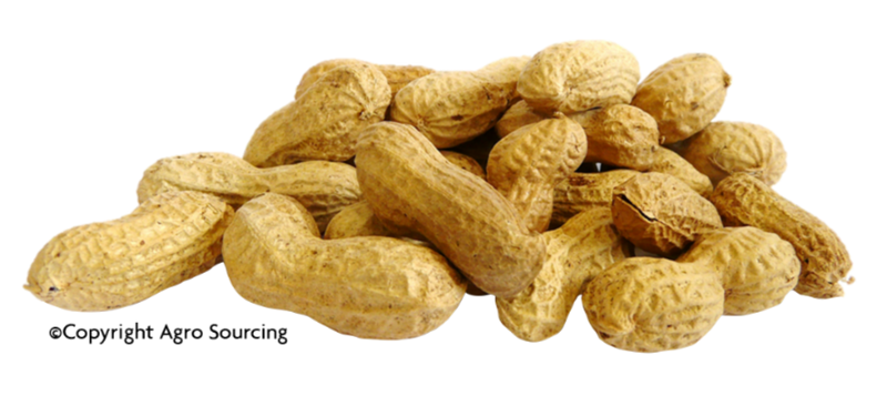 Agrosourcing -- Arachides bio en coque  (origine Egypte) - vrac 2x2,5kg