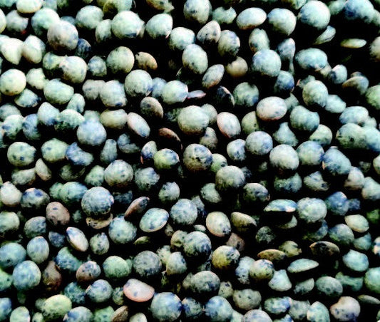 Graine de sens (Berry graines) -- Lentilles Vertes bio vrac (origine France) - 5 Kg