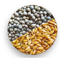 Graine de sens (Berry graines) -- Mélange Petit Epeautre/Lentilles Vertes bio vrac (origine France) - 5 Kg