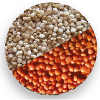 Graine de sens (Berry graines) -- Mélange Quinoa/Lentilles Corail bio vrac (origine France) - 5 Kg