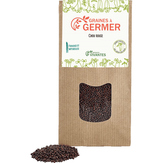 Semences Vivantes -- Graines de Chou rouge à germer Bio - 150 g